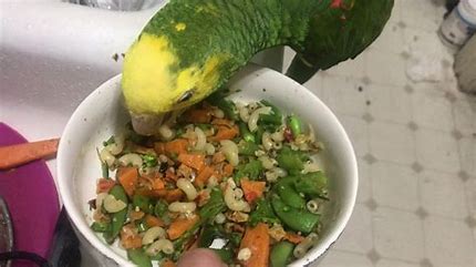 Nourishment for your New or Established Parrot for Optimal Health